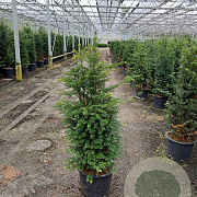 Taxus baccata 100-120 cm 20L