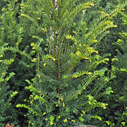 Taxus baccata 100-125 cm met kluit extra