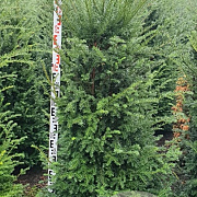 Taxus baccata 125-150 cm met kluit verplant