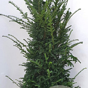 Taxus baccata 140-160 cm met kluit verplant