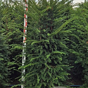 Taxus baccata 150-175 cm met kluit verplant