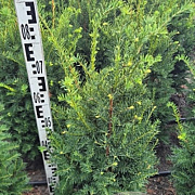 Taxus b. Best Hedge 60-80 cm met kluit