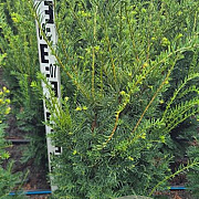 Taxus b. Best Hedge 80-100 cm met kluit