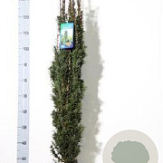 Taxus b. 'Fastigiata Robusta' 100-125 cm met kluit
