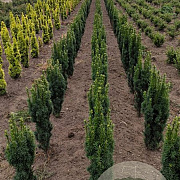 Taxus b. 'Fastigiata Robusta' 60-80 cm met kluit