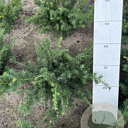 Taxus b. 'Repandens' 30-40 cm met kluit