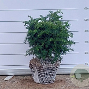Taxus b. 'Repandens' 40-50 cm met kluit