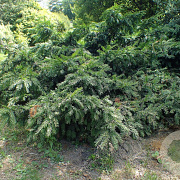 Taxus b. 'Repandens' 40-60 cm 12L