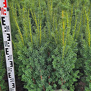 Taxus media 'Hicksii' 120 cm met kluit