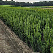 Taxus media 'Hillii' 100 cm met kluit