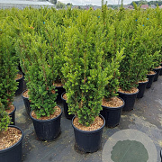 Taxus media 'Hillii' 60-80 cm 10L