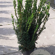 Taxus media 'Hillii' 80-100 cm 12L