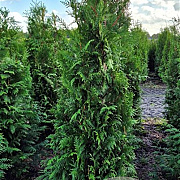 Thuja occ. 'Brabant' 150-175 cm met kluit