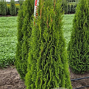 Thuja occ. 'Smaragd' 125-150 cm met kluit