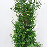 Thuja pl. 'Excelsa' 100-120 cm met kluit