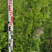 Thuja pl. 'Excelsa' 120-130 cm met kluit 