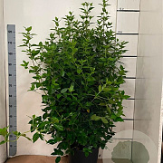 Viburnum tinus 100-110 cm 15L