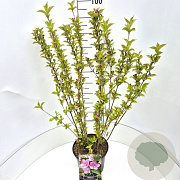 Weigela 'Rosea' 80-100 cm 10L
