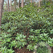 Rhododendron 'Nova Zembla' 150-175 cm met kluit boskwaliteit
