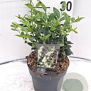 Sarcococca confusa 30-40 cm 2,0L