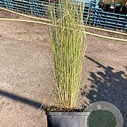 Stipa tenuissima 'Ponytails' GM P9