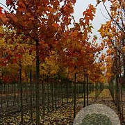 Acer rubrum Indian Summer 16-18 HO draadkluit