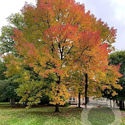 Fraxinus amer. 'Autumn Applause' 16-18 HO draadkluit