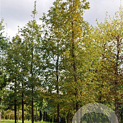 Quercus frainetto 'Trump' 16-18 HO draadkluit