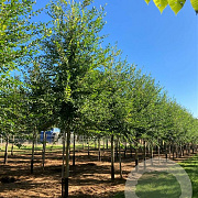 Ulmus 'Fiorente' 16-18 HO draadkluit