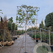 Photinia fraseri 'Red Robin' 170 cm stam container 12-14