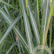 Miscanthus sin. 'Silberfeder' GM P9