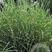 Miscanthus sin. 'Strictus' GM P9