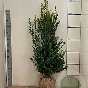 Ilex maximowicziana kanehirae 100-120 cm met kluit