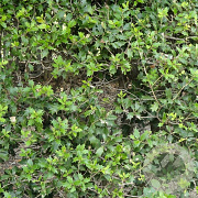 Osmanthus heterophyllus 60-80 cm met kluit