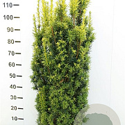 Taxus b. 'David' 120-140 cm met kluit
