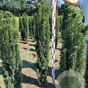 Taxus b. 'Fastigiata Robusta' 120-140 cm met kluit