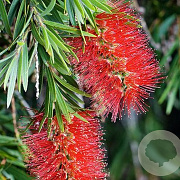 Callistemon brachyandrus GM  P11