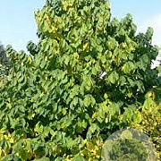 Asimina triloba 'Davis' 40-60 cm 4,0L