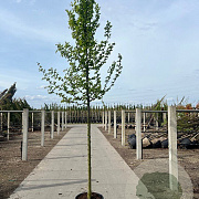 Carpinus betulus 10-12 cm container