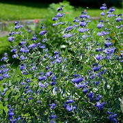 Caryopteris clandonensis GM C1.5