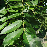 Carya illinoin. 'Desirable' 175-200 cm 30L