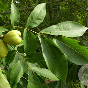 Carya laciniosa 30-40 cm 4,0L