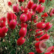 Callistemon Mini Red GM 7,5L