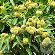 Castanea sat. 'Marlhac' 200-250 cm cont. 60L