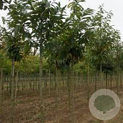 Castanea sat. 'Marron de Lyon' 100-125 cm 4,0L