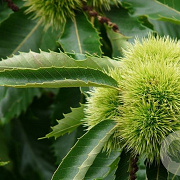Castanea sat. 'Précoce de Vannes' 60-80 cm 4,0L