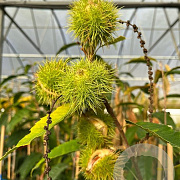 Castanea sat. 'Rousse de Nay' 100-125 cm 4,0L
