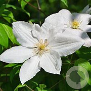 Clematis 'Gladys Picard' GM C5
