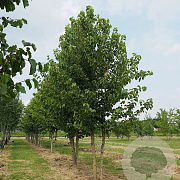 Corylus 'Arie's Nr.10' 6-8 HO container