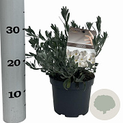 Convolvulus cneorum 20-25 cm P17